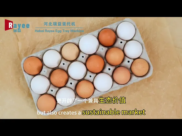 Hebei Rayee Egg Tray Machine Co.,Ltd
